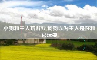 小狗和主人玩游戏,狗狗以为主人是在和它玩耍