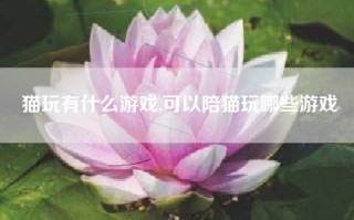 猫玩有什么游戏,可以陪猫玩哪些游戏