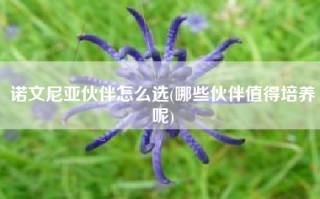 诺文尼亚伙伴怎么选(哪些伙伴值得培养呢)