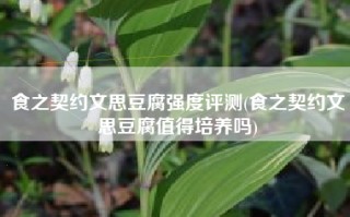 食之契约文思豆腐强度评测(食之契约文思豆腐值得培养吗)