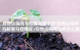 妄想山海斑马和黑马哪个好(妄想山海斑马和黑马在哪捉)(妄想山海斑马有什么用)