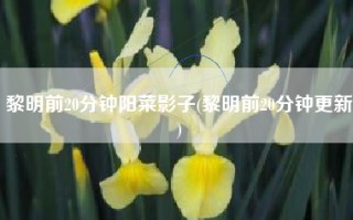 黎明前20分钟阳菜影子(黎明前20分钟更新)
