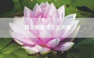 猫之城猫球怎么训练