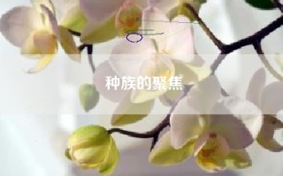 种族的聚焦