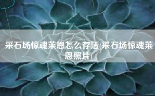 采石场惊魂莱恩怎么存活(采石场惊魂莱恩照片)