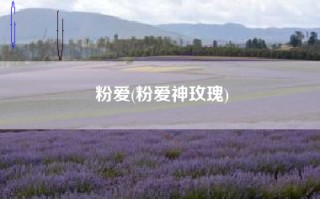 粉爱(粉爱神玫瑰)