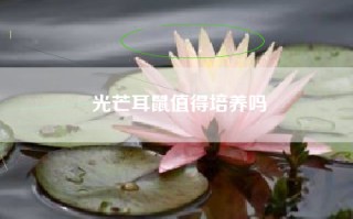 光芒耳鼠值得培养吗