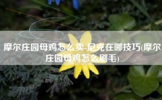 摩尔庄园母鸡怎么卖-尼克在哪技巧(摩尔庄园母鸡怎么刷毛)