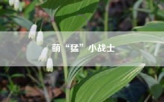 萌“猛”小战士