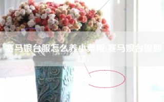 赛马娘台服怎么养小栗帽(赛马娘台服翻译)