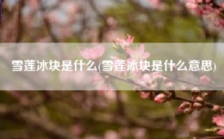 雪莲冰块是什么(雪莲冰块是什么意思)