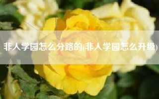 非人学园怎么分路的(非人学园怎么升级)