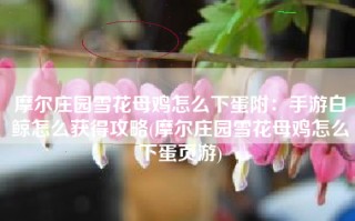 摩尔庄园雪花母鸡怎么下蛋附：手游白鲸怎么获得攻略(摩尔庄园雪花母鸡怎么下蛋页游)