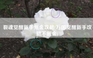 裂魂觉醒新手氪金攻略(万国觉醒新手攻略不氪金)