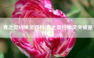 食之契约飨灵百科(食之契约飨灵突破是什么)