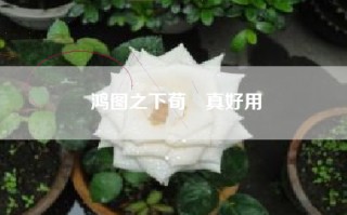 鸿图之下荀彧真好用