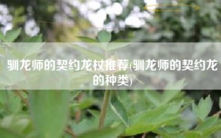 驯龙师的契约龙杖推荐(驯龙师的契约龙的种类)