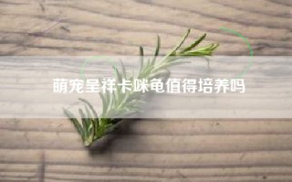 萌宠呈祥卡咪龟值得培养吗