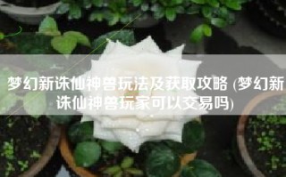 梦幻新诛仙神兽玩法及获取攻略 (梦幻新诛仙神兽玩家可以交易吗)