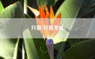 只狼(只狼龙咳)