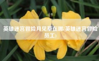 英雄迷宫冒险月见草在哪(英雄迷宫冒险员工)