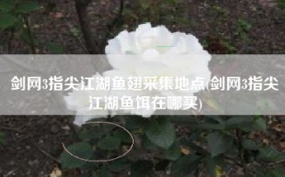 剑网3指尖江湖鱼翅采集地点(剑网3指尖江湖鱼饵在哪买)