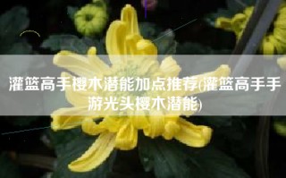 灌篮高手樱木潜能加点推荐(灌篮高手手游光头樱木潜能)