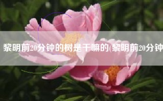 黎明前20分钟的树是干嘛的(黎明前20分钟)