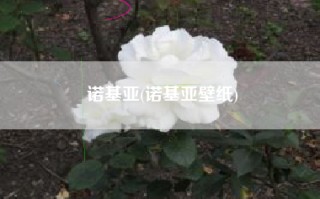 诺基亚(诺基亚壁纸)