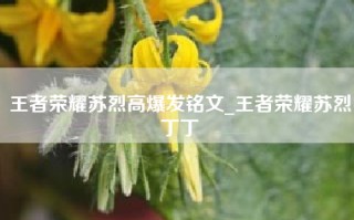 王者荣耀苏烈高爆发铭文_王者荣耀苏烈丁丁