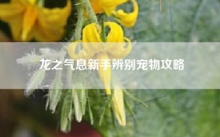 龙之气息新手辨别宠物攻略