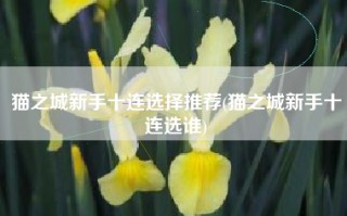 猫之城新手十连选择推荐(猫之城新手十连选谁)