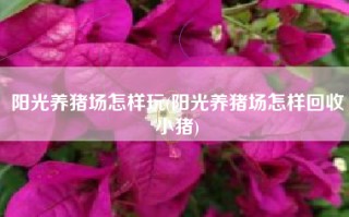 阳光养猪场怎样玩(阳光养猪场怎样回收小猪)