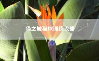 猫之城猫球训练攻略