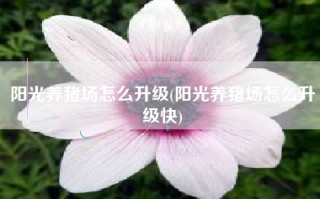 阳光养猪场怎么升级(阳光养猪场怎么升级快)