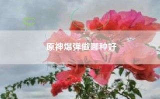 原神爆弹做哪种好