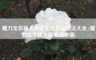魔力宝贝旅人食谱配方获取方法大全 (魔力宝贝旅人杂鱼汤食谱)