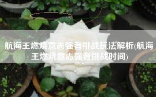 航海王燃烧意志强者挑战玩法解析(航海王燃烧意志强者挑战时间)