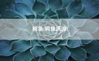 鳄鱼(鳄鱼洗澡)