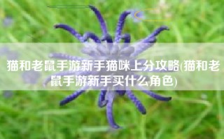 猫和老鼠手游新手猫咪上分攻略(猫和老鼠手游新手买什么角色)