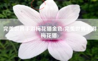 完美世界手游梅花猫金色(完美世界手游梅花猫)