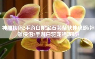 神雕侠侣2手游白陀宝石装备伙伴攻略(神雕侠侣2手游白驼宠物攻略)