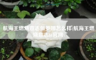 航海王燃烧意志佩罗娜怎么样(航海王燃烧意志bt官网)