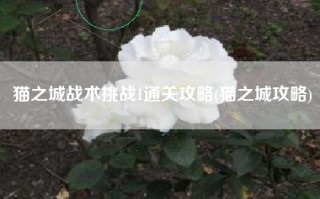 猫之城战术挑战1通关攻略(猫之城攻略)