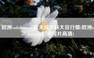 欧洲vodafonewifi巨大仙踪林大豆行情(欧洲vodafonewifi巨大照片高清)