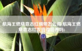航海王燃烧意志红绸带怎么得(航海王燃烧意志红发值得培养吗)