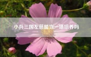 小兵三国左慈能当一塔培养吗