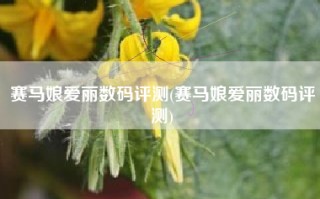 赛马娘爱丽数码评测(赛马娘爱丽数码评测)
