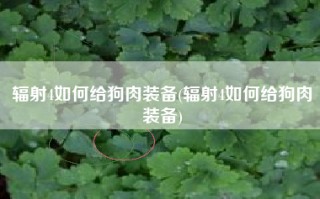 辐射4如何给狗肉装备(辐射4如何给狗肉装备)