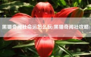 黑猫奇闻社命运怎么玩(黑猫奇闻社攻略)